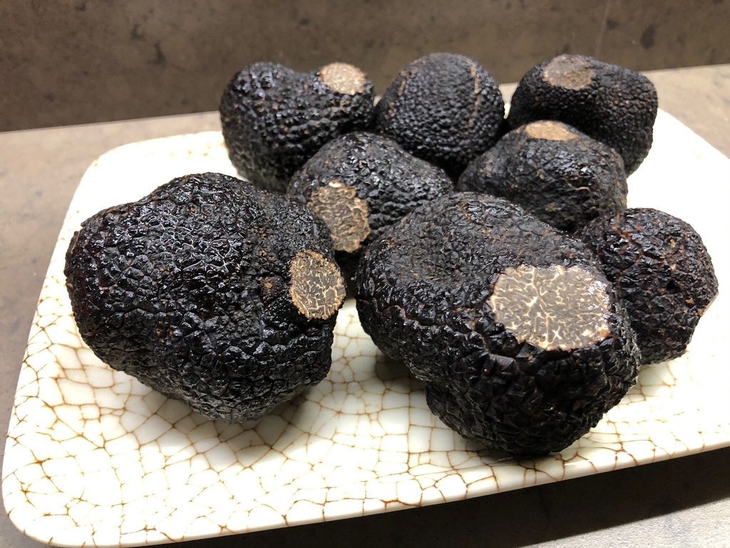 Trufa Fresca Negra Invierno TUBER MELANOSPORUM 1 Grm
