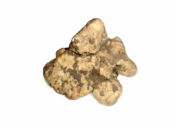 Tuber Magnatum Pico Fresca ( 100 grs)